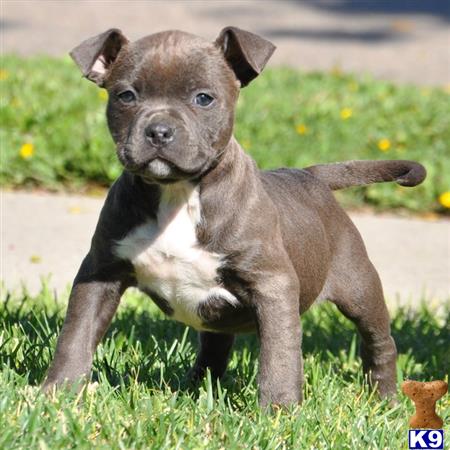 american pit bull puppy posted by Pitbulls for Sale